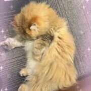 ヒメ日記 2026/03/12 18:25 投稿 桃香 李白（りぽ）