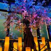 ヒメ日記 2025/03/31 21:28 投稿 綺粋 李白（りぽ）