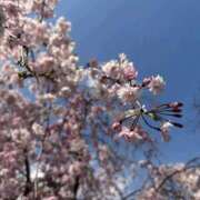 ヒメ日記 2025/04/07 19:35 投稿 茜 谷町人妻ゴールデン倶楽部