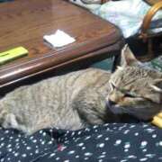 ヒメ日記 2025/12/12 18:32 投稿 せんり 奥様鉄道69 岡山店