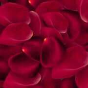 ヒメ日記 2025/03/15 15:09 投稿 なつみ 奥様鉄道69 岡山店