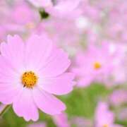 ヒメ日記 2025/11/23 12:05 投稿 ひかり 船橋桃色の妻たち