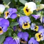 ヒメ日記 2025/11/30 12:25 投稿 ひかり 船橋桃色の妻たち