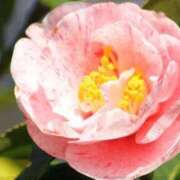 ひかり 合言葉 船橋桃色の妻たち