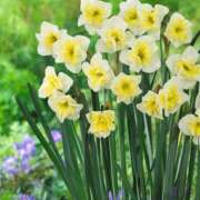 ヒメ日記 2026/01/11 11:29 投稿 ひかり 船橋桃色の妻たち