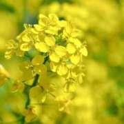 ヒメ日記 2026/02/01 10:15 投稿 ひかり 船橋桃色の妻たち