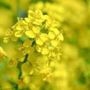 ヒメ日記 2026/02/01 10:29 投稿 ひかり 船橋桃色の妻たち