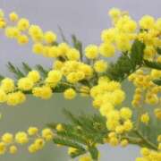 ヒメ日記 2026/02/15 12:31 投稿 ひかり 船橋桃色の妻たち