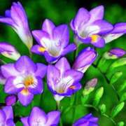 ヒメ日記 2026/02/22 09:45 投稿 ひかり 船橋桃色の妻たち