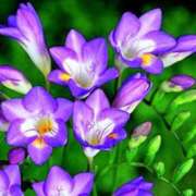 ヒメ日記 2026/02/22 10:02 投稿 ひかり 船橋桃色の妻たち