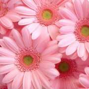 ヒメ日記 2026/03/15 12:31 投稿 ひかり 船橋桃色の妻たち