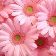 ヒメ日記 2026/03/15 12:49 投稿 ひかり 船橋桃色の妻たち