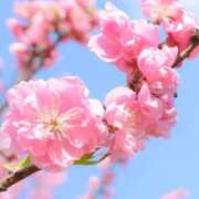 ヒメ日記 2026/03/29 12:49 投稿 ひかり 船橋桃色の妻たち