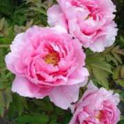 ひかり 合言葉 船橋桃色の妻たち