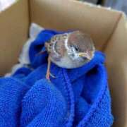 ヒメ日記 2025/07/25 12:40 投稿 ふうかさん いけない奥さん 梅田店