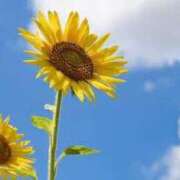 ヒメ日記 2025/08/16 09:02 投稿 りおん Wonder7 (ワンダー7)