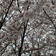 加藤 まだ桜がいたよ🌸*･ 人妻楼 熊谷店