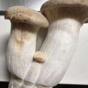 ヒメ日記 2025/01/12 21:15 投稿 ルイ タレントCLUB