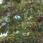 ヒメ日記 2025/01/20 17:43 投稿 ルイ タレントCLUB