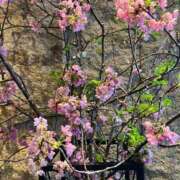 ヒメ日記 2025/03/11 21:24 投稿 ルイ タレントCLUB