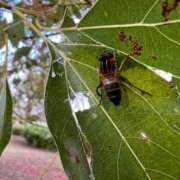 ヒメ日記 2025/03/31 18:59 投稿 ルイ タレントCLUB