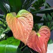 ヒメ日記 2025/04/02 16:28 投稿 ルイ タレントCLUB