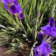 ヒメ日記 2025/04/25 19:15 投稿 ルイ タレントCLUB