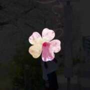 ヒメ日記 2025/04/18 12:17 投稿 みれい☆ CLUB PIAA