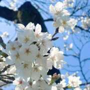 ヒメ日記 2026/03/31 12:45 投稿 あかね 秘密倶楽部 凛 錦糸町店