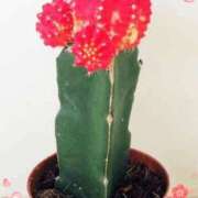 ヒメ日記 2025/03/10 14:06 投稿 きずな 熟女の風俗最終章 蒲田店