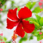 ヒメ日記 2025/07/13 14:10 投稿 きずな 熟女の風俗最終章 蒲田店