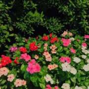 ヒメ日記 2025/10/22 18:31 投稿 きずな 熟女の風俗最終章 蒲田店