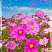 ヒメ日記 2025/11/06 12:54 投稿 きずな 熟女の風俗最終章 蒲田店