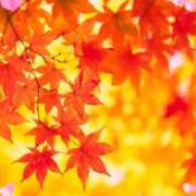 きずな こんにちは 熟女の風俗最終章 蒲田店