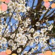 ヒメ日記 2026/02/24 17:01 投稿 きずな 熟女の風俗最終章 蒲田店