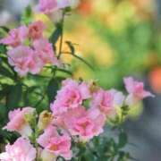 ヒメ日記 2025/03/16 10:58 投稿 ひかる かまくら御殿