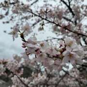 ヒメ日記 2025/03/31 17:02 投稿 ひかる かまくら御殿