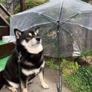 ヒメ日記 2025/06/21 17:40 投稿 ひかる かまくら御殿