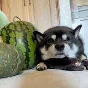 ヒメ日記 2025/07/26 15:43 投稿 ひかる かまくら御殿