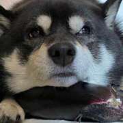 ヒメ日記 2025/09/18 10:27 投稿 ひかる かまくら御殿