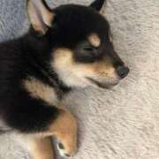 ヒメ日記 2025/09/27 20:52 投稿 ひかる かまくら御殿