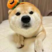 ひかる もう11月 かまくら御殿