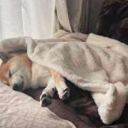 ひかる 次回は かまくら御殿