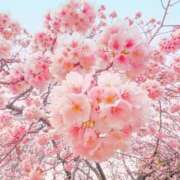 ひかる 桜咲く🌸 かまくら御殿