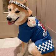 ひかる 暑い！ かまくら御殿