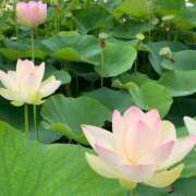 ひかる お盆休み かまくら御殿