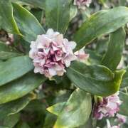 ヒメ日記 2026/02/23 09:00 投稿 みろ 世界のあんぷり亭 鶯谷