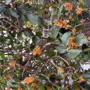 ヒメ日記 2026/10/06 15:05 投稿 みろ 世界のあんぷり亭 鶯谷