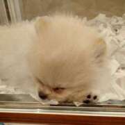 ヒメ日記 2025/01/11 21:00 投稿 明香(あすか) 相模原人妻城