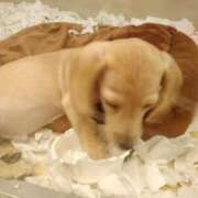 ヒメ日記 2025/01/13 23:48 投稿 明香(あすか) 相模原人妻城